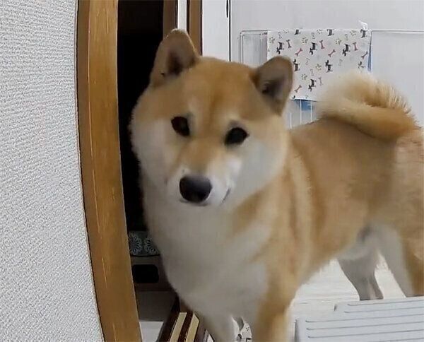 動くカメラに首をかしげるふう太くん