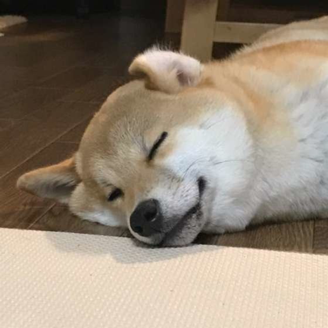 犬の耳掃除 やりすぎてもよくない 適切な頻度と方法とは いぬのきもちweb Magazine 犬の耳掃除 やりすぎてもよくない 適切な頻度と方法とは いぬのきもちweb Magazine