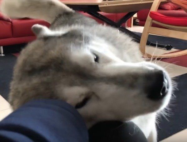 シベリアン・ハスキー