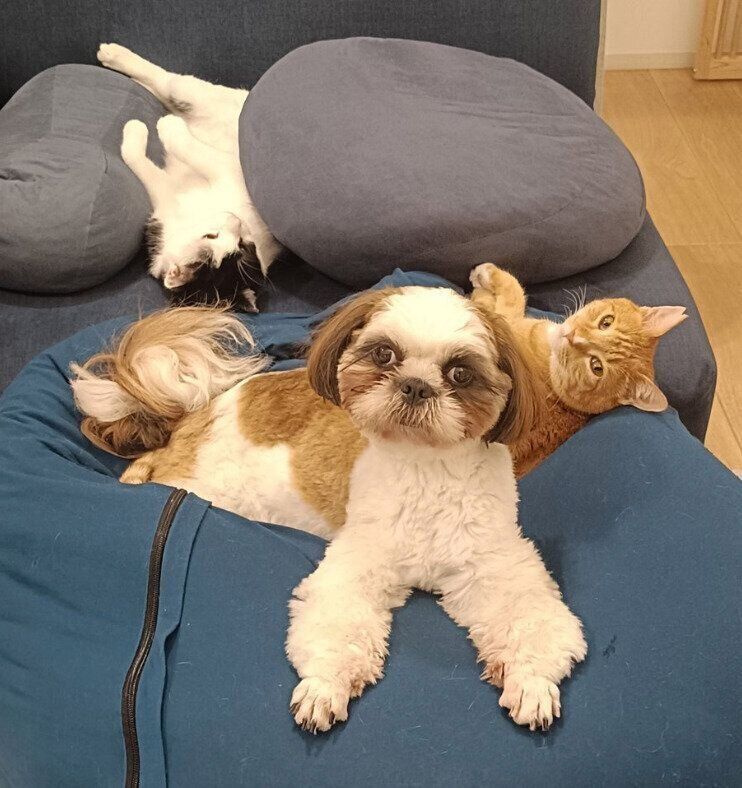 まったりするふがしちゃんたち