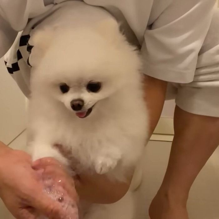 洗ってもらっているマヨちゃん