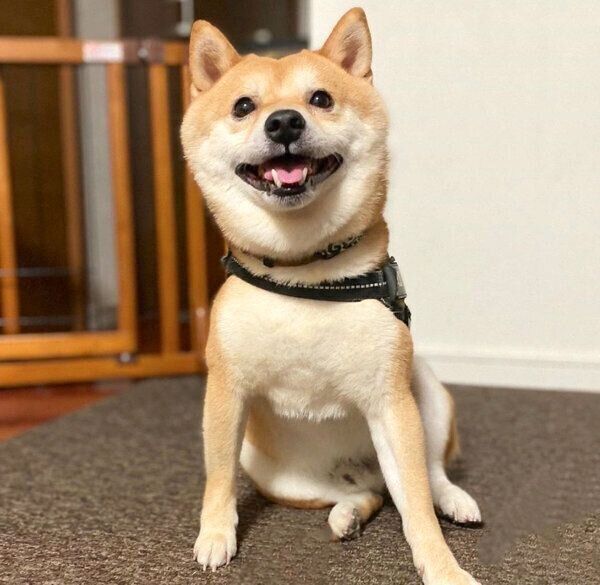 笑顔の豆千代くん