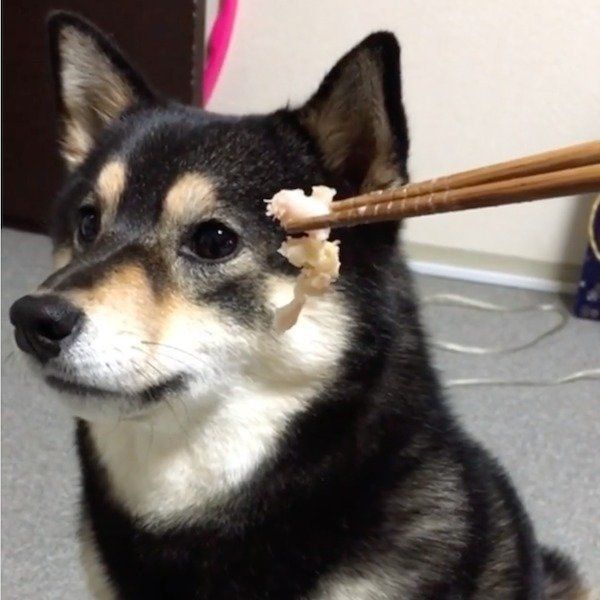 大好物を前に意外な行動をする柴犬
