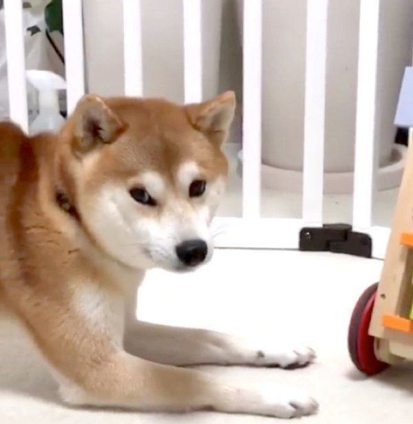 知育玩具で遊ぶ柴犬