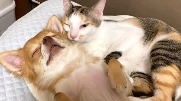 ラブラブなぶーちゃんとものこちゃん