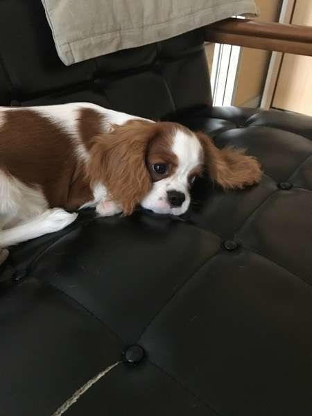 黒いソファーの上のキャバリア・キング・チャールズ・スパニエル