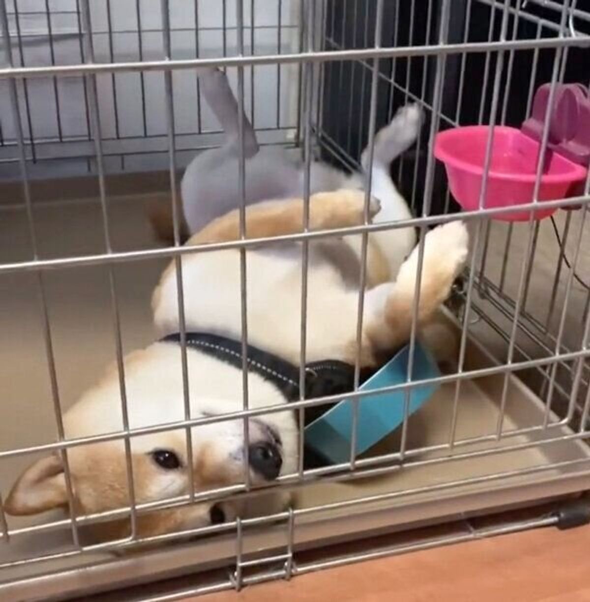 ごはん食べ終わった後にひっくり返るのやめて 飼い主を心配させた柴犬の姿に笑っちゃう いぬのきもちweb Magazine ごはん食べ終わった後にひっくり返るのやめて 飼い主を心配させた柴犬の姿に笑っちゃう いぬのきもちweb Magazine