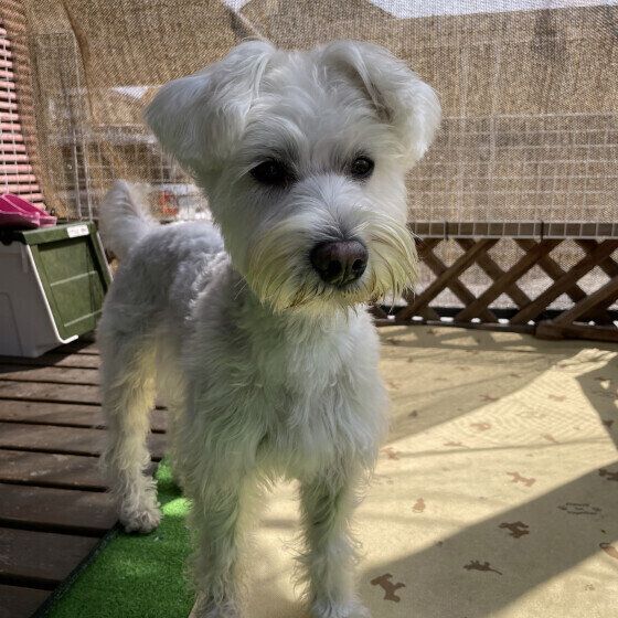 ミニチュア・シュナウザーのぐりくん