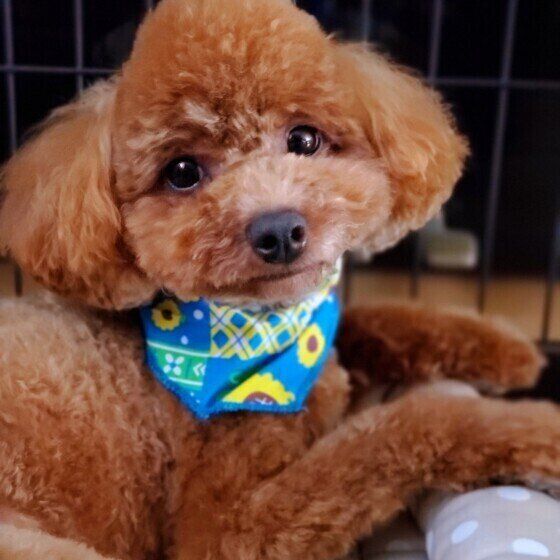 犬に「くせ毛」はある？ 犬のくせ毛の原因と毛並みの変化とは トイ・プードル いぬのきもち