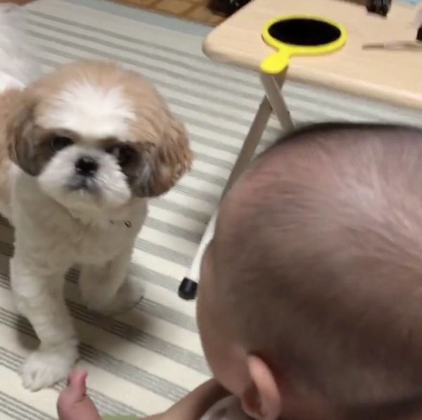 赤ちゃんと遊びたいシー・ズー