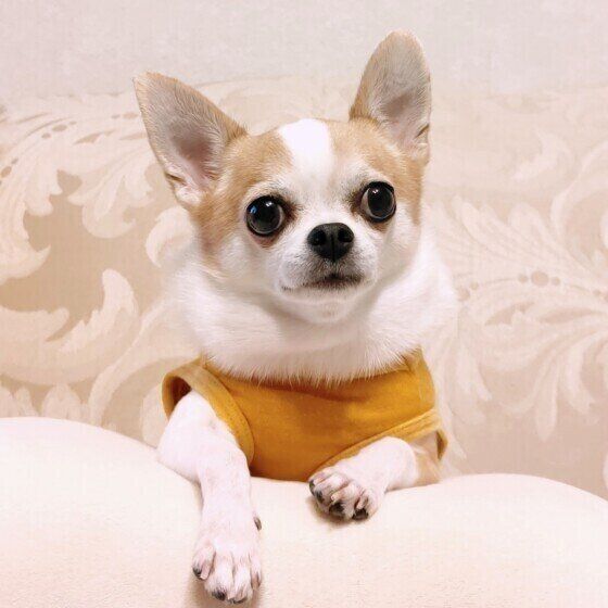 チワワのココくん