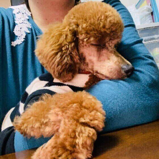 トイプードルのルル♂