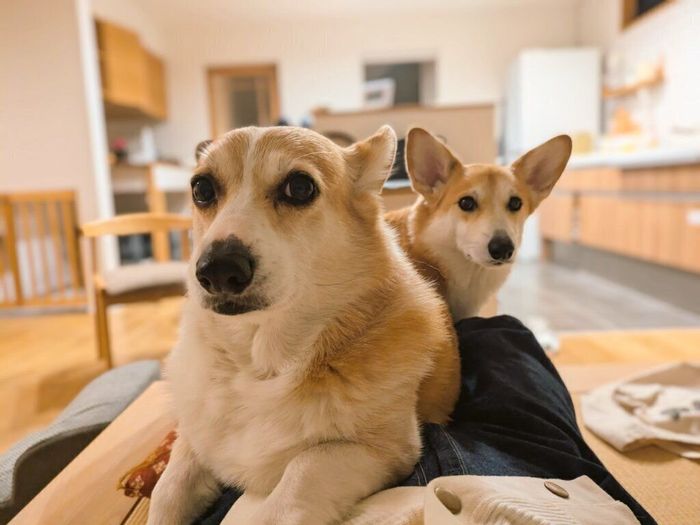 飼い主さんの体の上に乗るハルくん、ニコくん