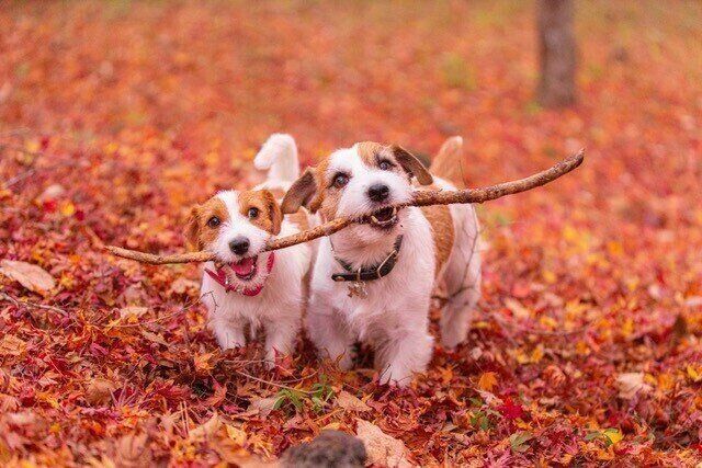 キャッチライトを入れて撮影した場合