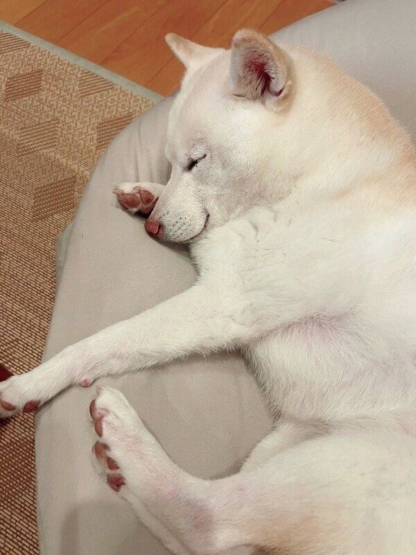 くつろぐゆきちゃん