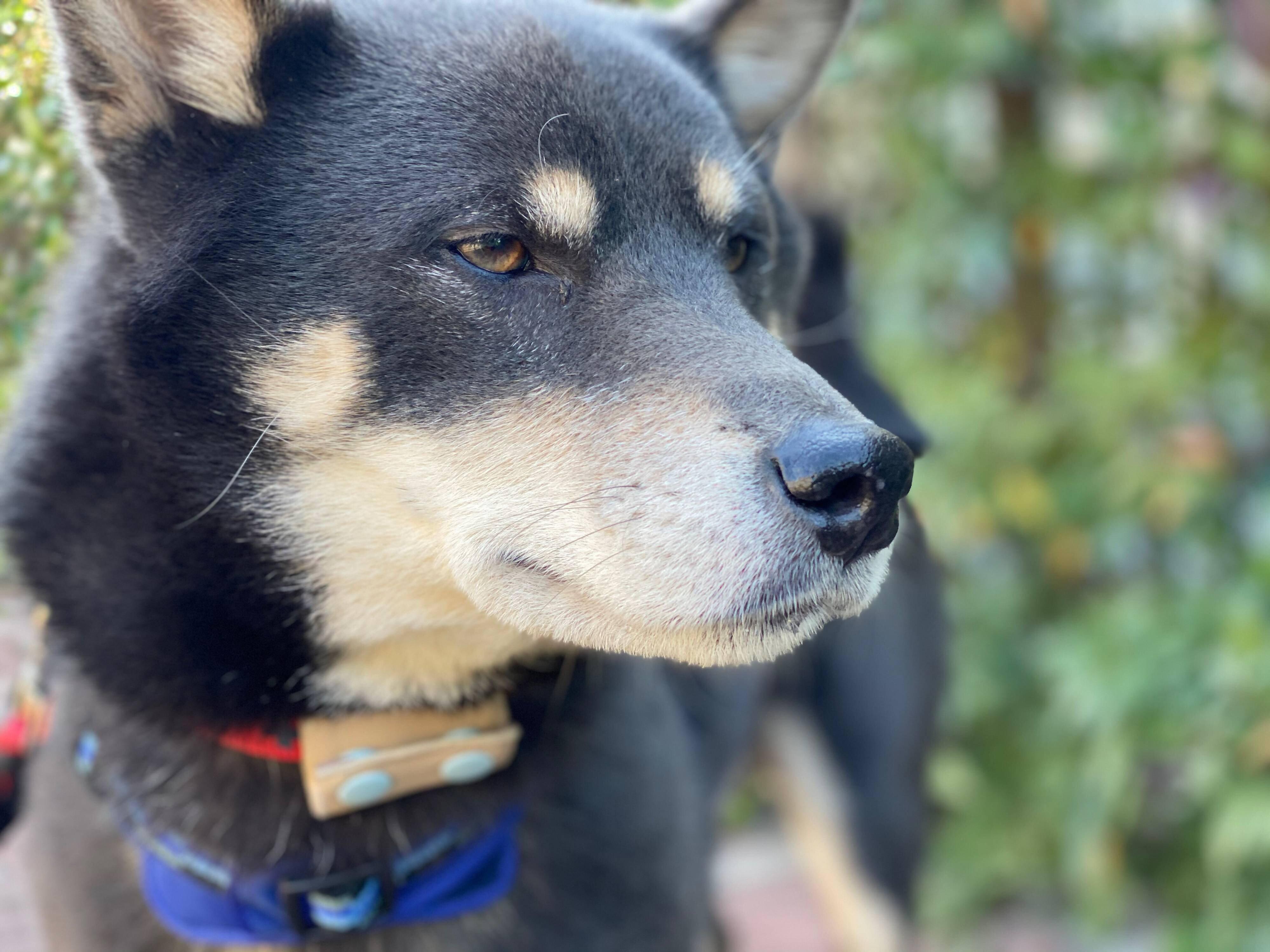 お迎えされた当初の柴犬（推定5才）