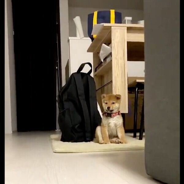 イタズラがバレてしまったゆずちゃん