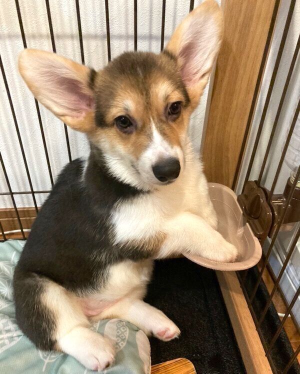 水入れの中に前足を入れるどれみちゃん