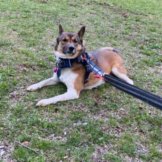 犬の散歩嫌い どうしたらいい 散歩中動かなくなる犬たち いぬのきもちweb Magazine