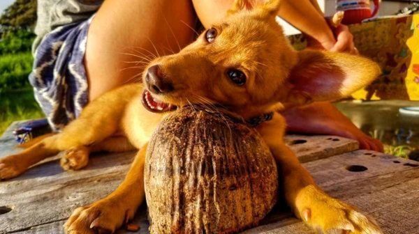 元保護犬・むぎちゃん