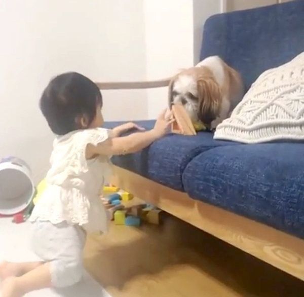 子どもとおもちゃの取り合いをするシー ズー かわいい作戦 の結末は いぬのきもちweb Magazine