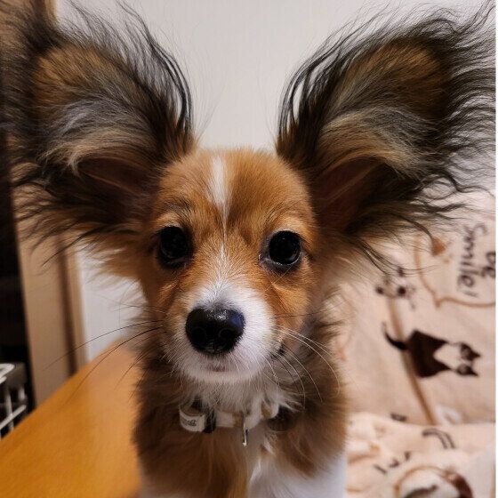大きなお耳のパピヨンちゃん