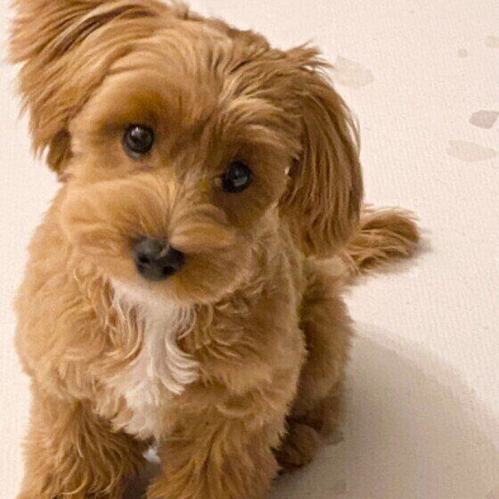 ソラちゃん（Mix）