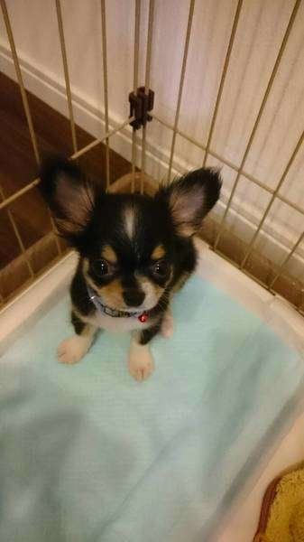 すみっこ　ルークくん