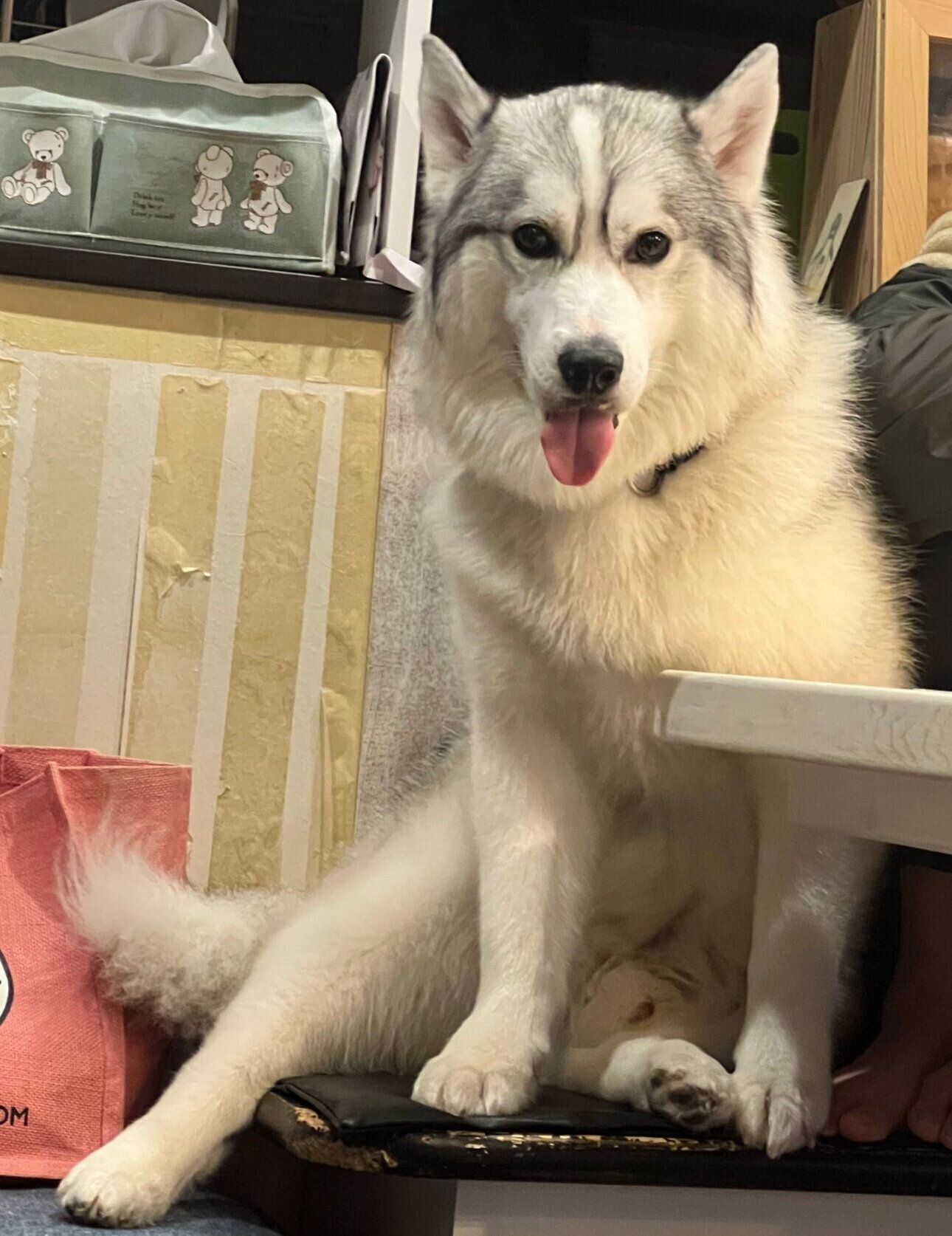 見つめる琥珀くん