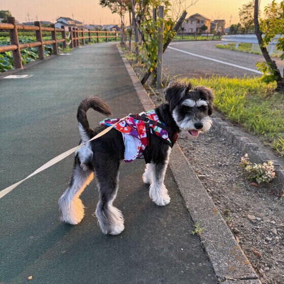 朝の散歩をするミニチュア・シュナウザー