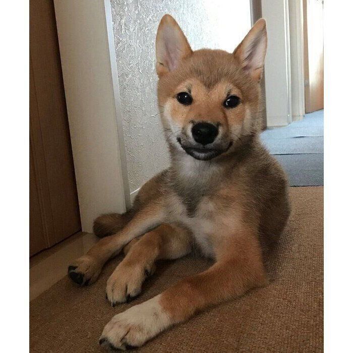 生後4カ月のころのこむぎくん