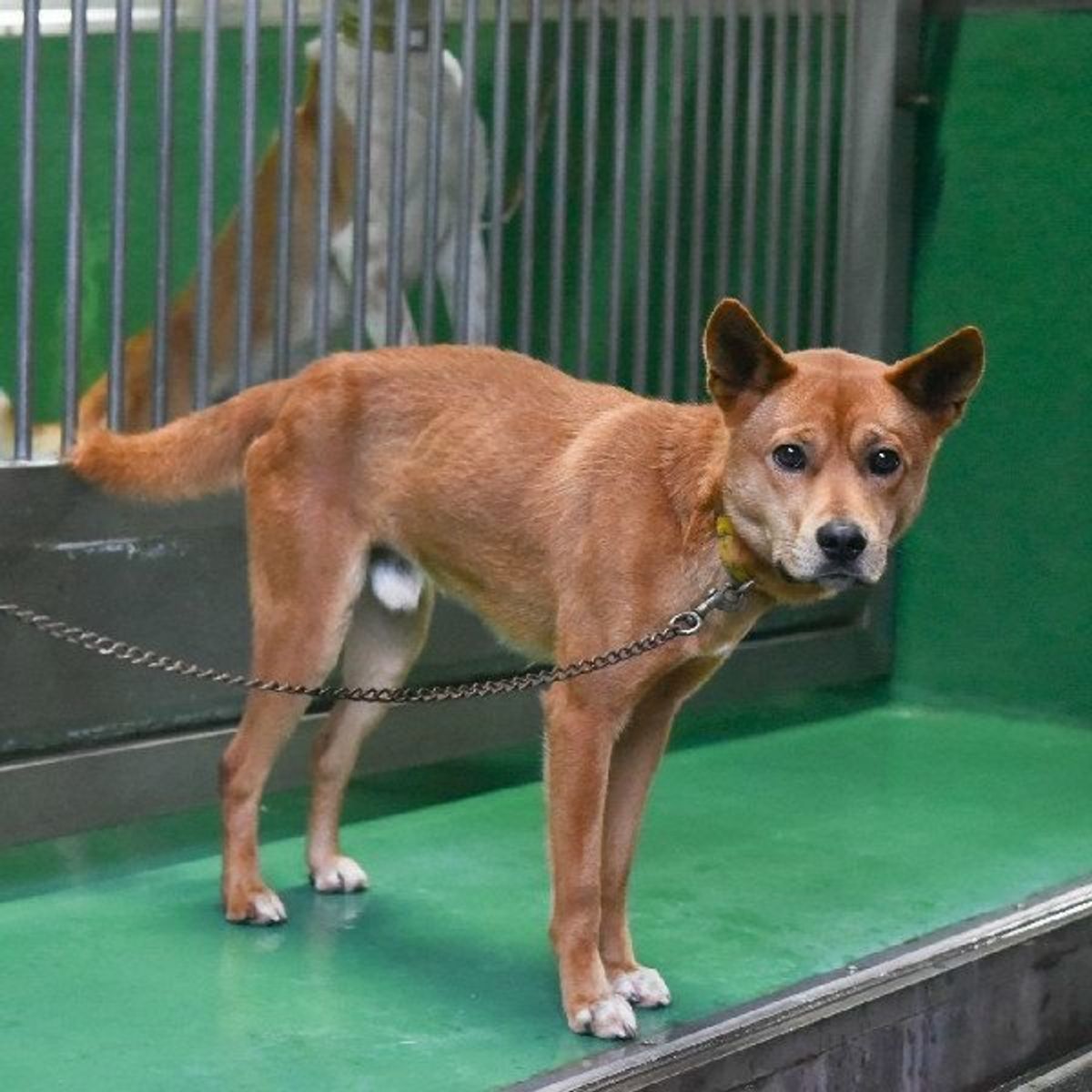 野犬も放棄された狩猟犬も見捨てない 高知県の取り組み いぬのきもちweb Magazine 野犬も放棄された狩猟犬も見捨てない 高知県の取り組み いぬのきもちweb Magazine