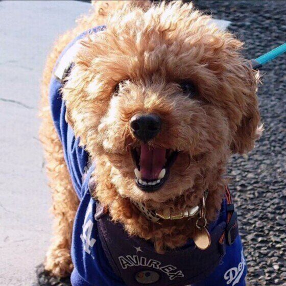 トイ・プードルのブルーノくん