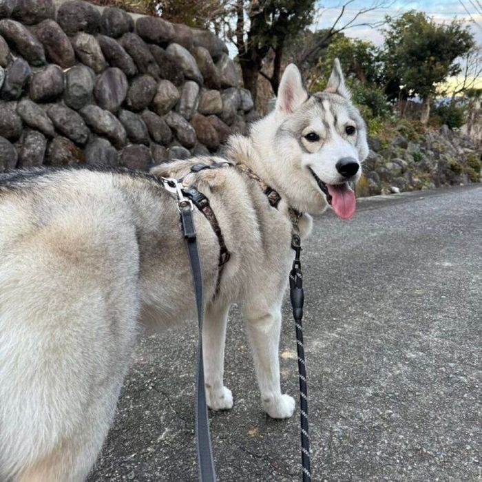 お散歩中のウンチ後に笑顔を見せるサムくん