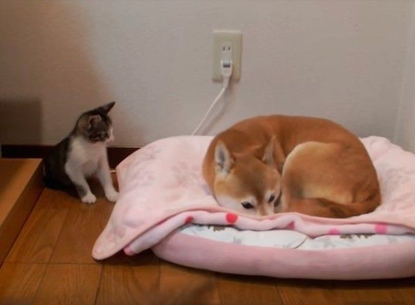 柴犬が気になる猫