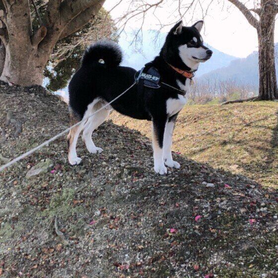 凛々しくたつ柴の団十郎くん