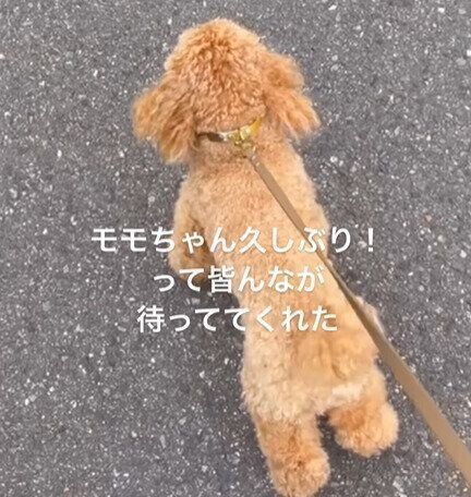 モモちゃんをさすさすしたい人がたくさん