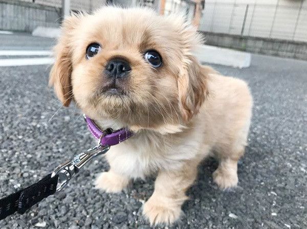 見上げる犬