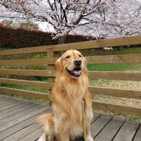 お散歩するゴールデン・レトリーバー