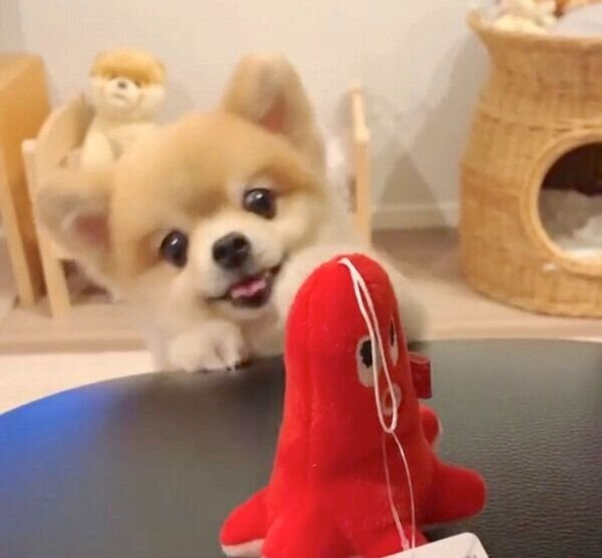 新しいおもちゃ タコさん を見つけてテンション爆上がり キラキラおめめの犬 気になるタコさんのその後は いぬのきもちweb Magazine 新しいおもちゃ タコさん を見つけてテンション爆上がり キラキラおめめの犬 気になるタコさんのその後は いぬのきもちweb Magazine