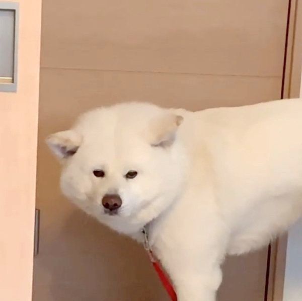 飼い主さんにかまってアピールをする任三郎くん