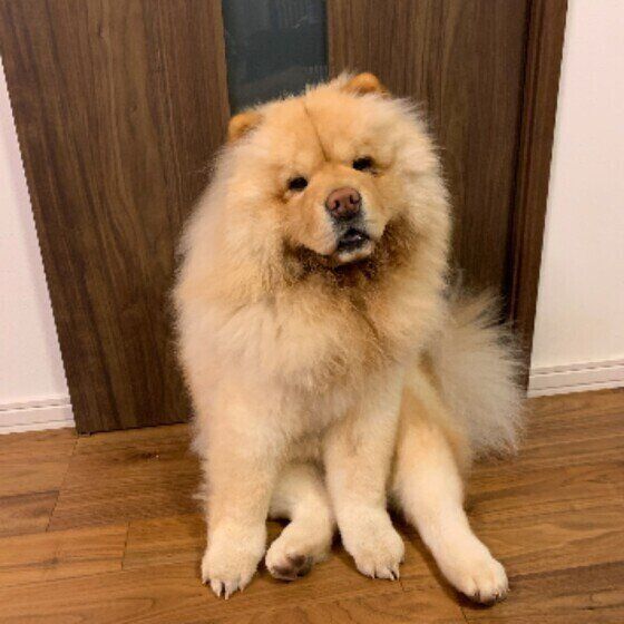 チャウ・チャウのむぅ太くん