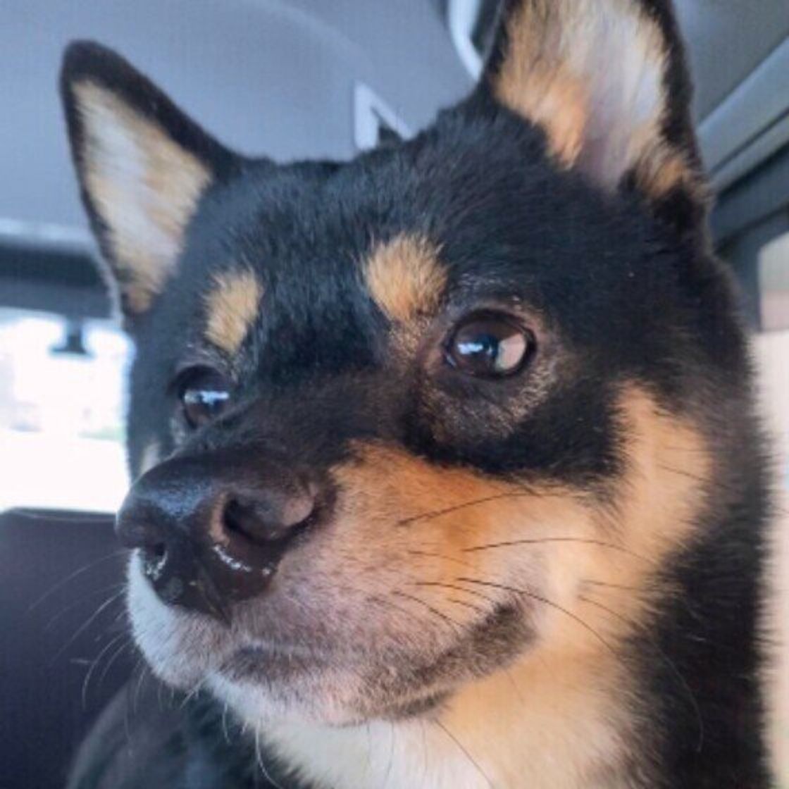 犬が 鼻でツンツンする 時のきもち 遊んでほしいサイン いぬのきもちweb Magazine 犬が 鼻でツンツンする 時のきもち 遊んでほしいサイン いぬのきもちweb Magazine