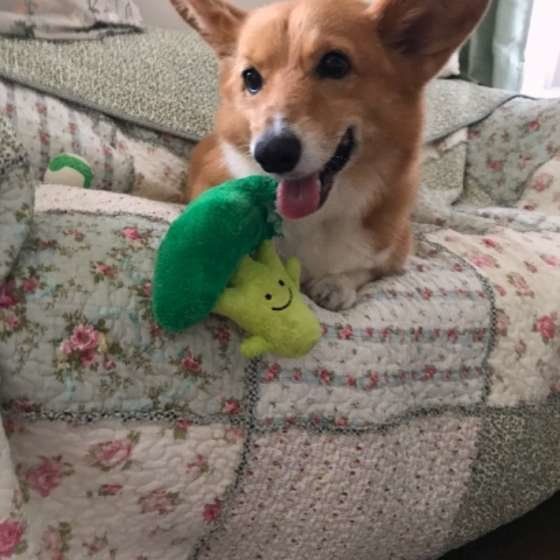 ブロッコリーやチーズは犬にあげてもいい？人間の食べ物を与える際の注意点