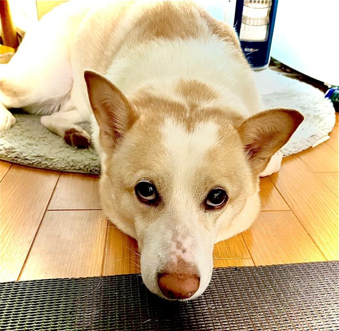 くつろぎながら飼い主さんを見つめる犬