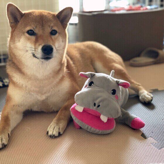 カバのおもちゃと柴犬
