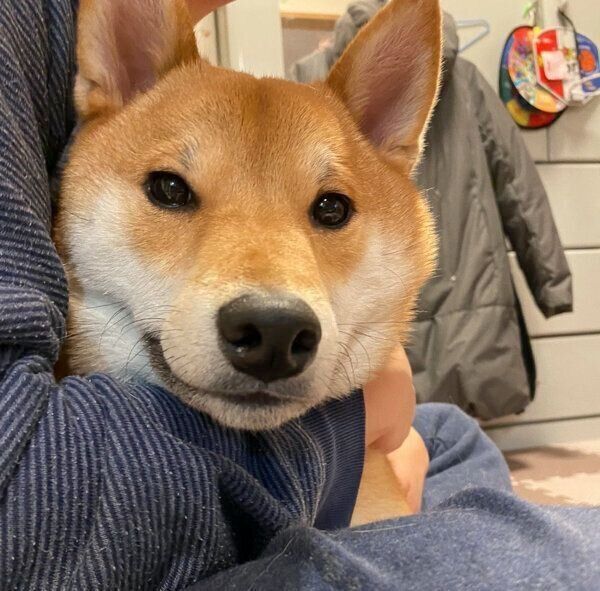 抱っこが好きなこむぎくん