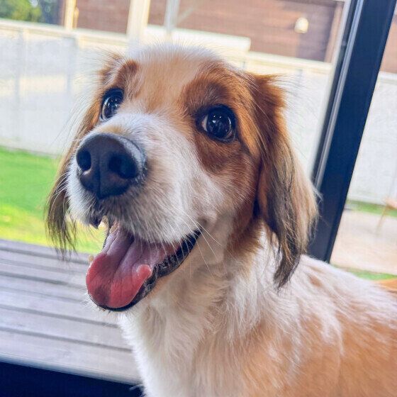 犬が不安なときにみせるしぐさ 犬が不安に感じているときの対処法 いぬのきもち