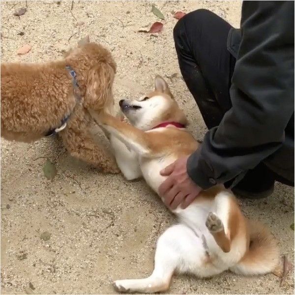 嬉しさが止まらないワンコ