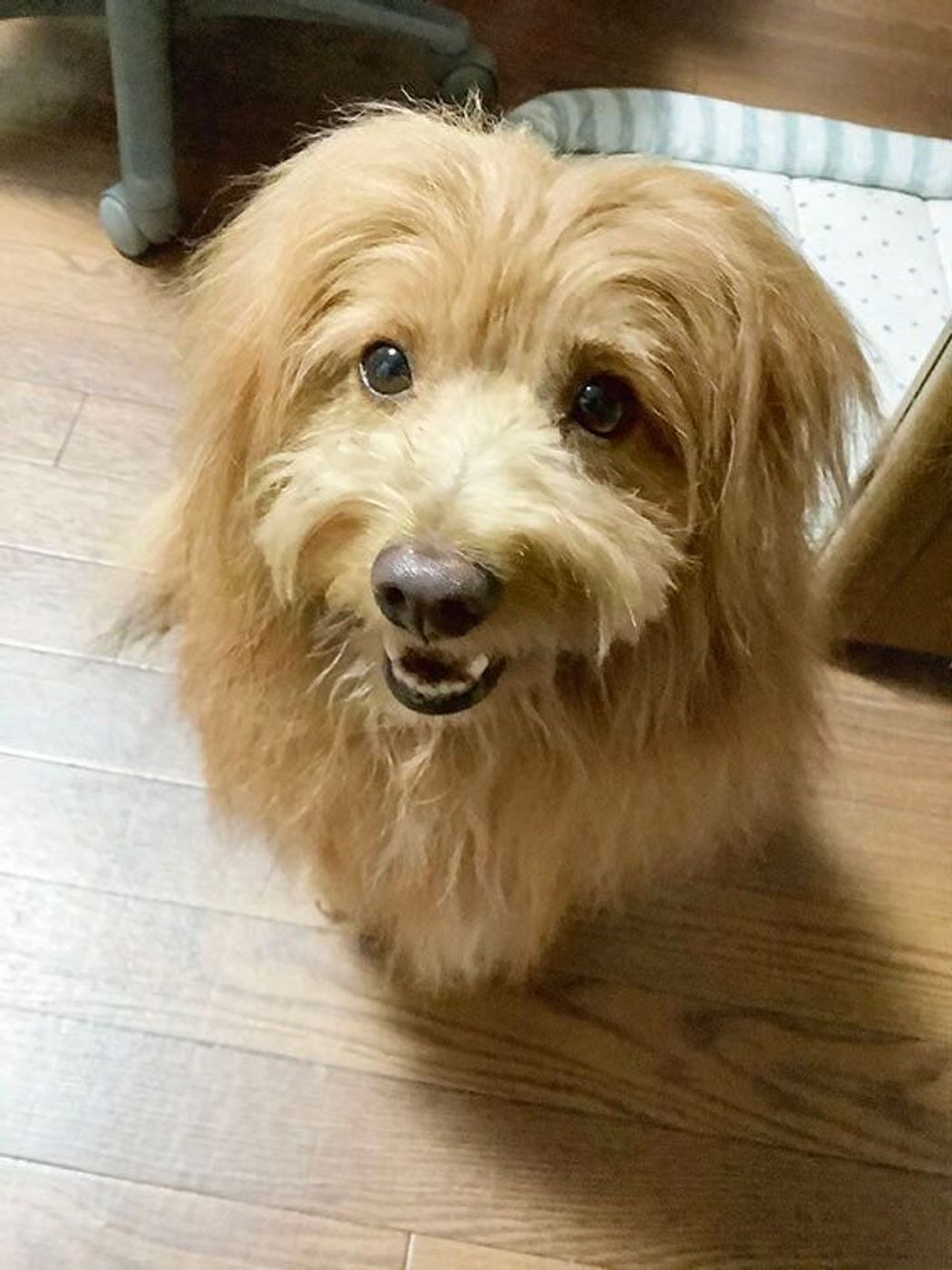 いつも冷めてるのに 飼い主が心配ですぐに帰ってきてしまう犬 連載 こぐま犬てんすけ Vol 123 いぬのきもちweb Magazine いつも冷めてるのに 飼い主が心配ですぐに帰ってきてしまう犬 連載 こぐま犬てんすけ Vol 123 いぬのきもちweb Magazine